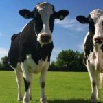 Передбачається дотація за молодняк