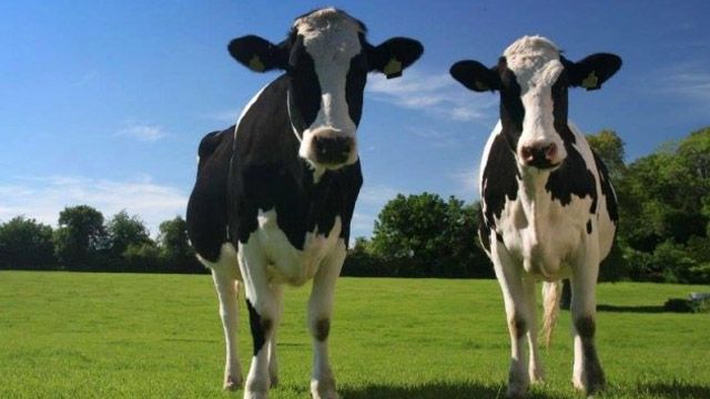 You are currently viewing Передбачається дотація за молодняк